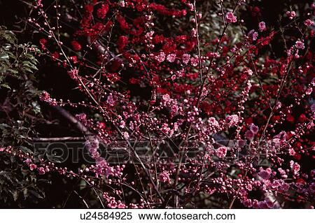 Plum Blossoms View Large Photo Image Stock Photography - Plum Blossoms. Fotosearch