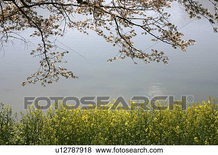 Rape Blossoms And A Cherry Tree View Large Photo Image Stock Photo - Rape Blossoms And A Cherry Tree. Fotosearch