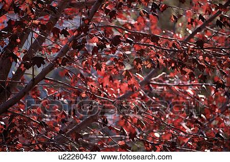 Stock Photo - Red Autumn Leaves. Fotosearch