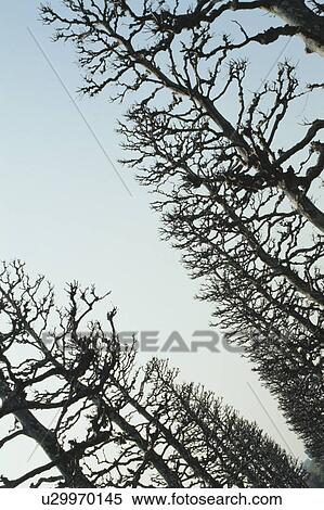 Row Of Trees View Large Photo Image Stock Photography - Row Of Trees. Fotosearch