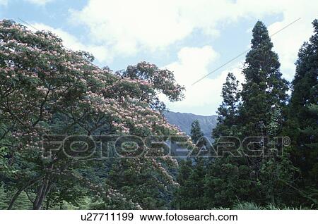Stock Photo - Silk Tree. Fotosearch