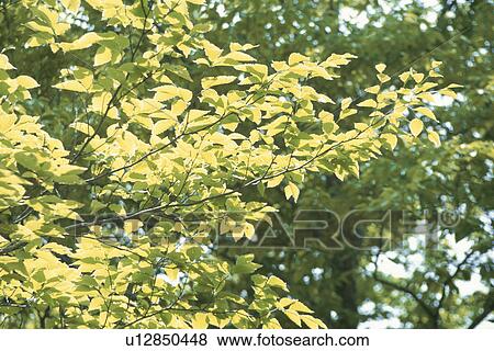 Stock Photo - Sunlight On Beech Leaves. Fotosearch
