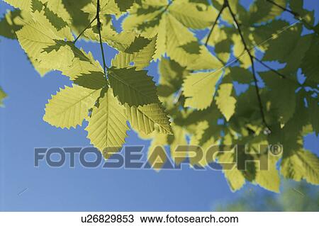 Sunlight Through Leaves View Large Photo Image Stock Image - Sunlight Through Leaves. Fotosearch