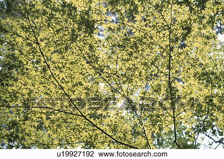 Stock Image - Sunlight Through Maple Leaves. Fotosearch