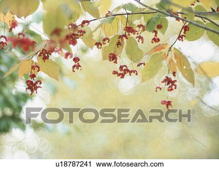 The Leaf And Fruit View Large Photo Image Stock Image - The Leaf And Fruit. Fotosearch