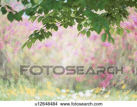 The Leaf Of A Cherry Tree View Large Photo Image Picture - The Leaf Of A Cherry Tree. Fotosearch