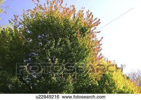 The Tree Turning Colors View Large Photo Image Stock Photograph - The Tree Turning Colors. Fotosearch