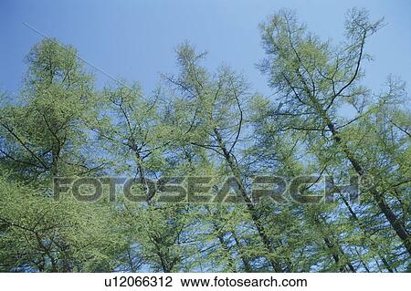 Trees Against Blue Sky View Large Photo Image Stock Image - Trees Against Blue Sky. Fotosearch