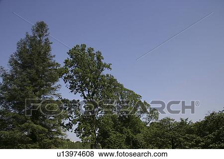 Stock Photo - Trees And A Blue Sky. Fotosearch