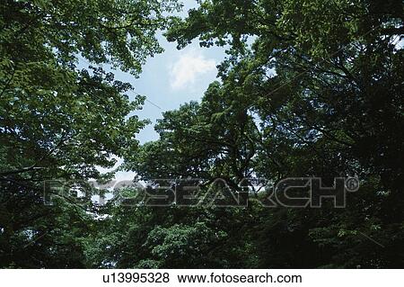 Trees View Large Photo Image Stock Photo - Trees. Fotosearch