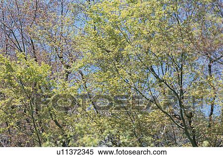 Trees View Large Photo Image Stock Photography - Trees. Fotosearch
