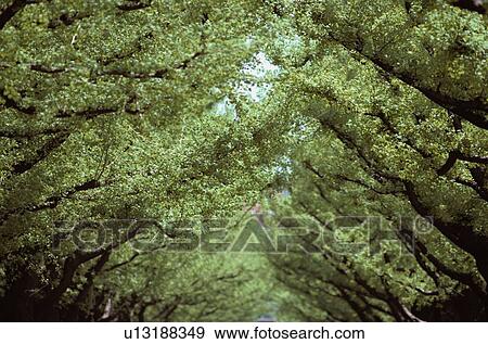 Stock Photo - Tunnel Of Trees. Fotosearch