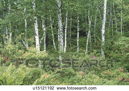 Stock Image - White Birches. Fotosearch