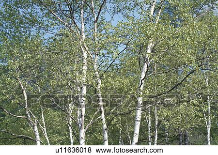 White Birches View Large Photo Image Stock Photo - White Birches. Fotosearch