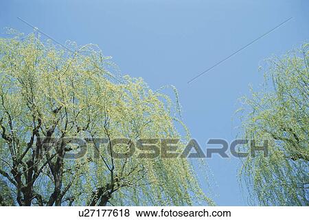 Willow Trees View Large Photo Image Stock Photo - Willow Trees. Fotosearch
