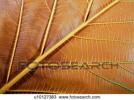 background, maple, brown, nature, leaf View Large Photo Image Stock Image - background, maple, brown, nature, leaf. Fotosearch