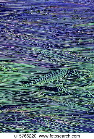 Stock Image - background, purple, plant, nature, grass. Fotosearch