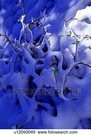 Stock Photo - background, shadow, snow, plant, white. Fotosearch