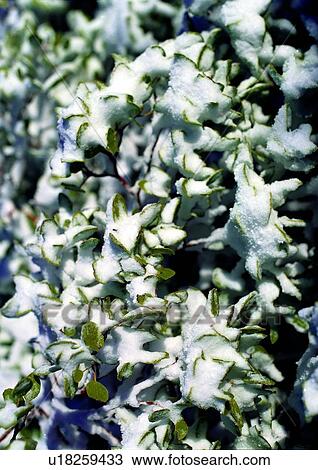 Stock Image - background, snow, leaf, green, nature. Fotosearch