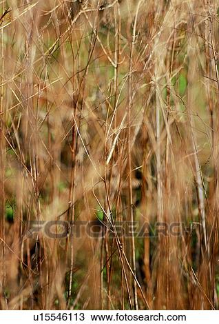 background, straw, plant, brown, nature View Large Photo Image Stock Image - background, straw, plant, brown, nature. Fotosearch