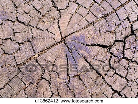 background, trunk, tree, ring, gray, nature View Large Photo Image Stock Image - background, trunk, tree, ring, gray, nature. Fotosearch