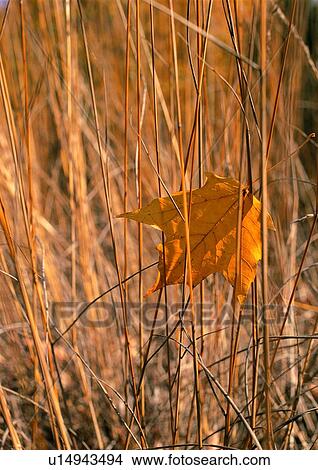 brown, grass, leaf, background, yellow, nature View Large Photo Image Picture - brown, grass, leaf, background, yellow, nature. Fotosearch