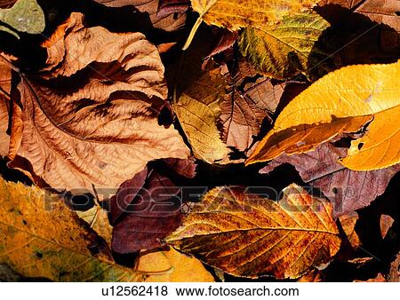 leaf, background, brown, nature, yellow View Large Photo Image Stock Photo - leaf, background, brown, nature, yellow. Fotosearch