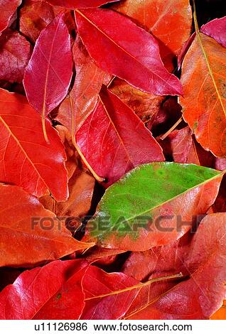 leaf, nature, red, orange, background View Large Photo Image Stock Photograph - leaf, nature, red, orange, background. Fotosearch