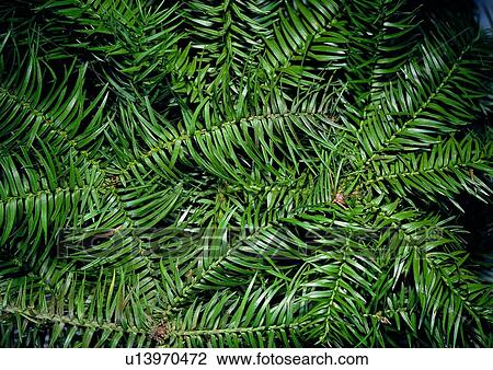 Stock Image - leaf, tree, green, background, black. Fotosearch