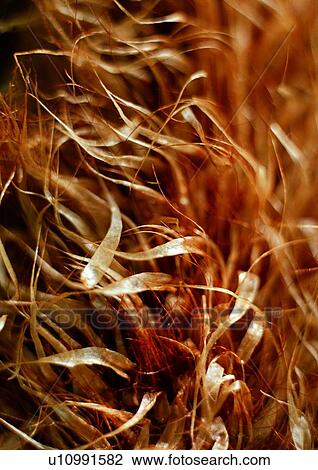 Stock Image - nature, background, grass, brown, leaf. Fotosearch