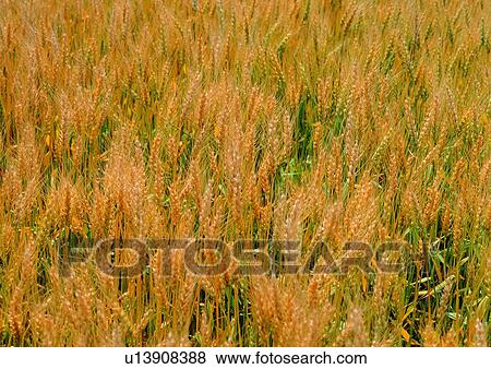 Stock Photo - nature, background, grass, brown, straw. Fotosearch