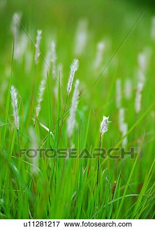nature, background, grass, green, flower View Large Photo Image Stock Photo - nature, background, grass, green, flower. Fotosearch