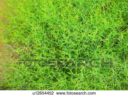 nature, background, grass, green View Large Photo Image Stock Image - nature, background, grass, green. Fotosearch