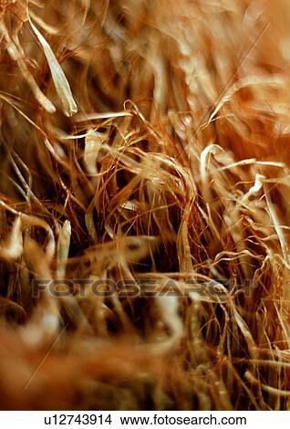 Picture - nature, background, grass, straw, brown. Fotosearch
