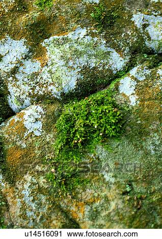 nature, background, green, rock, moss View Large Photo Image Stock Image - nature, background, green, rock, moss. Fotosearch