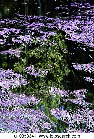 nature, background, lake, pool, flower View Large Photo Image Stock Image - nature, background, lake, pool, flower. Fotosearch