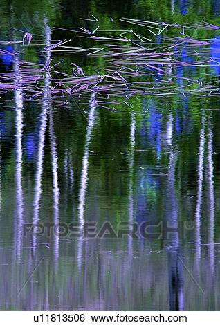Stock Photograph - nature, background, lake, pool, purple. Fotosearch