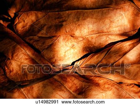nature, background, leaf, brown, maple View Large Photo Image Stock Image - nature, background, leaf, brown, maple. Fotosearch