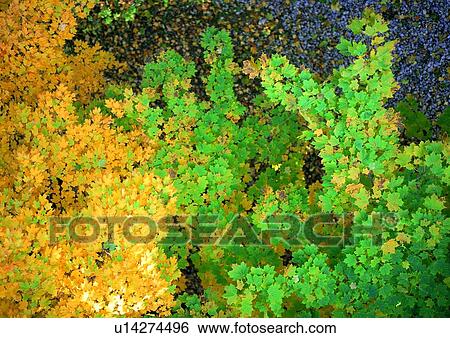 Stock Photograph - nature, background, leaf, green, yellow. Fotosearch