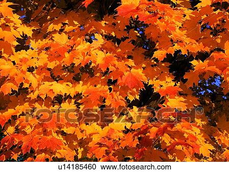 nature, background, leaf, maple, orange View Large Photo Image Stock Image - nature, background, leaf, maple, orange. Fotosearch