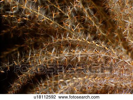 Stock Image - nature, background, plant, flower, brown. Fotosearch