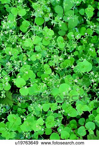 nature, background, plant, grass, green View Large Photo Image Stock Photo - nature, background, plant, grass, green. Fotosearch