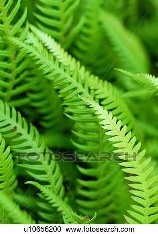 nature, background, plant, green, leaf View Large Photo Image Stock Image - nature, background, plant, green, leaf. Fotosearch