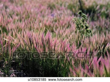 Stock Photography - nature, background, plant, pink, grass. Fotosearch