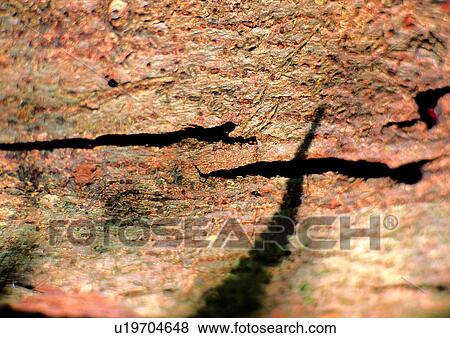 nature, background, rock, brown, stone View Large Photo Image Stock Photo - nature, background, rock, brown, stone. Fotosearch