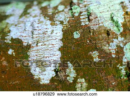 Stock Photo - nature, background, rock, moss, green. Fotosearch