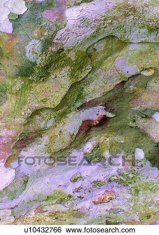 nature, background, rock, moss, green View Large Photo Image Stock Photograph - nature, background, rock, moss, green. Fotosearch