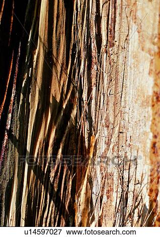 nature, background, tree, trunk, brown View Large Photo Image Stock Photo - nature, background, tree, trunk, brown. Fotosearch