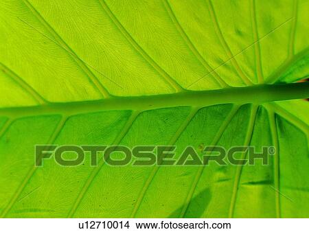 nature, leaf, background, green View Large Photo Image Picture - nature, leaf, background, green. Fotosearch