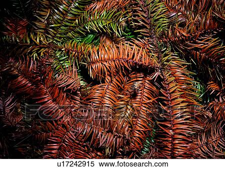 nature, tree, background, leaf, orange View Large Photo Image Stock Photography - nature, tree, background, leaf, orange. Fotosearch